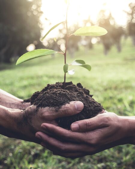 Plant a tree <span class="plant" > x Trees planted on your behalf when you order today </span>